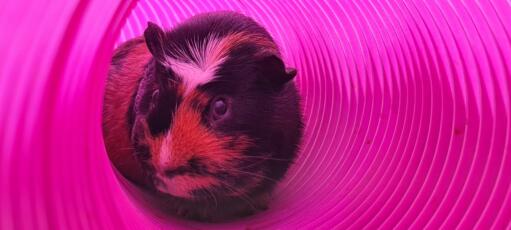 A guinea pig running down a tunnel