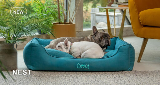 Dog walk collection nest dog bed