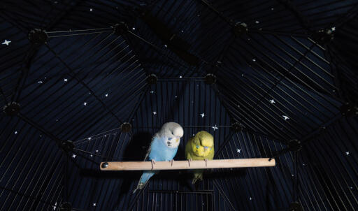 Budgies perching inside Omlet Geo bird cage with night cover on the cage