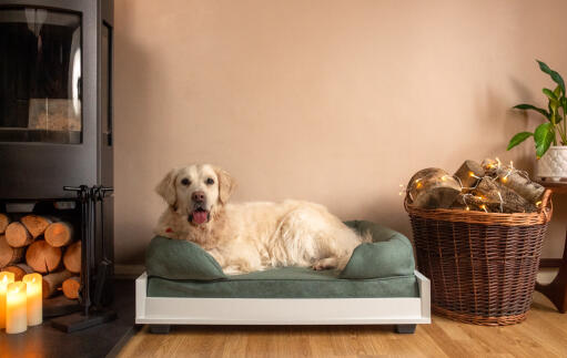 A large white dog on a medium green memory foam bolster bed in a living room