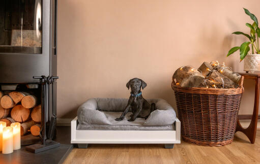 A small black dog on a small 24 grey memory foam bolster bed in a living room