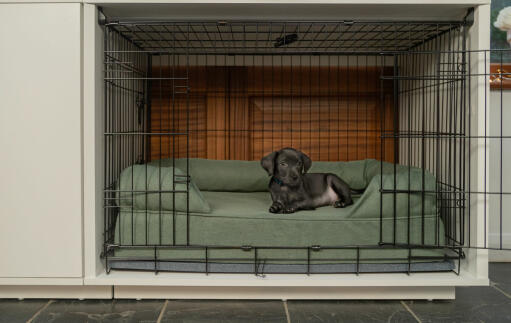 A small black dog in a small Fido Studio 24 with a green bolster bed inside and a wardrobe attached.