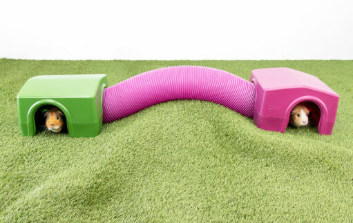 Guinea pigs in green and purple Zippi shelters connected with Zippi play tunnel