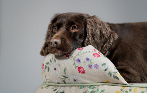 A cocker spaniel resting in the morning meadow bolster dog bed