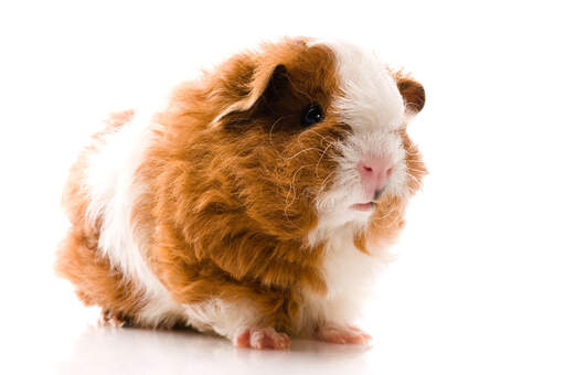 A close up of a texel guinea pig's lovely pink nose