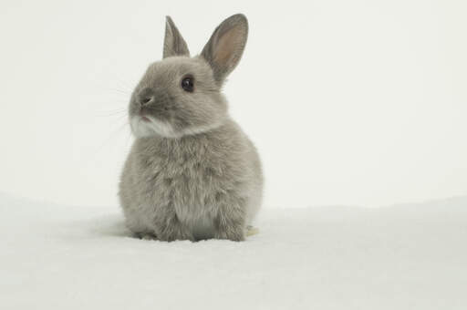 Gray netherland sales dwarf rabbit
