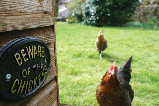 Beware of the chickens plaque