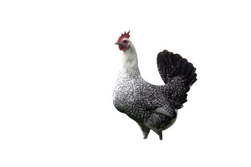 Fayoumi-chicken-white-background