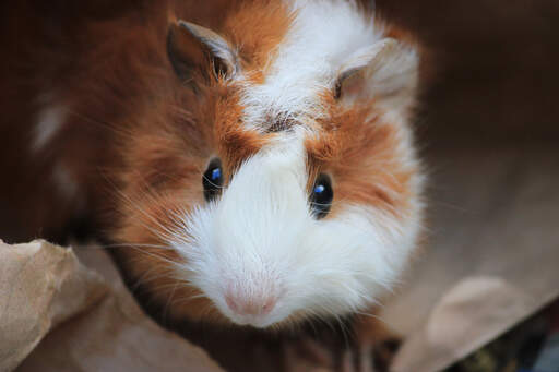 A close up of an abyssinian guinea pig's big beautiful eyes