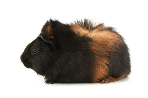 A beautiful little silky guinea pig, also known as a sheltie