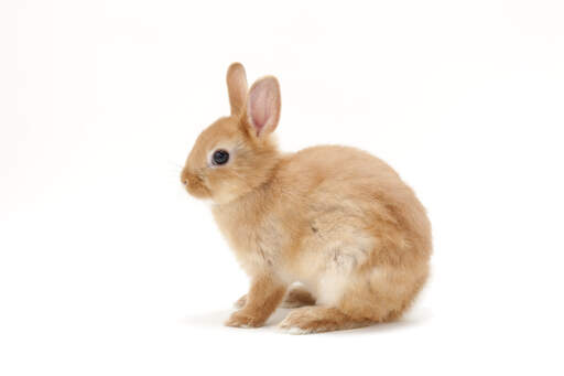 A beautiful young netherland dwarf rabbit