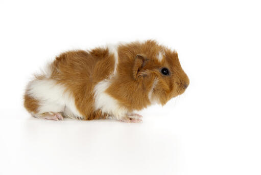 The thick soft coat of an abyssinian guinea pig