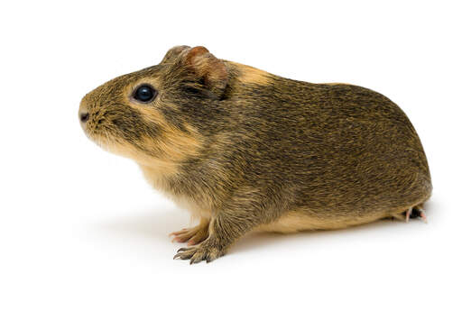 An aGouti guinea pig's thick fur and long nose