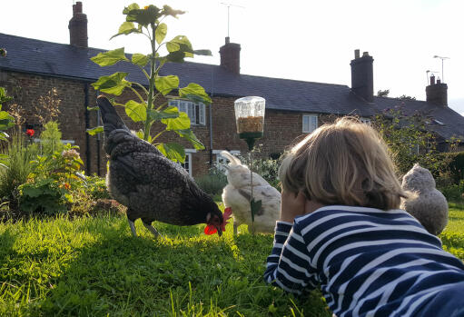 Spend time with your chickens watching them peck at their peck toy
