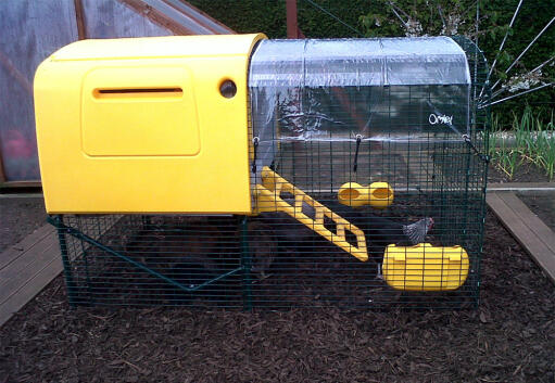 Yellow Eglu Cube large chicken coop with run and clear cover