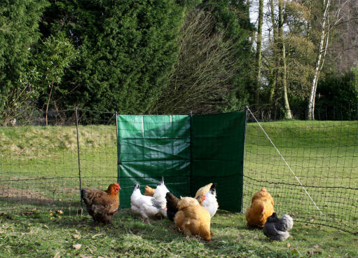 Give hens a sheltered spot to roam in