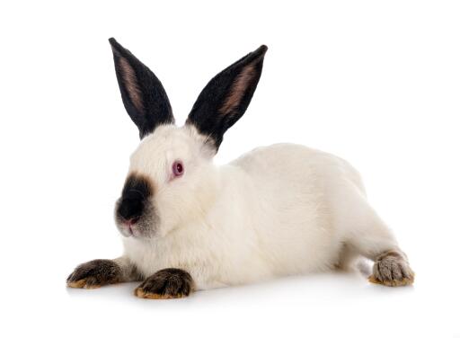 Californian rabbit against white background