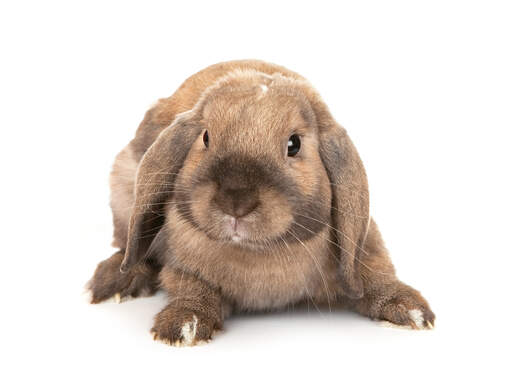 A dwarf lop rabbit's wonderful soft fur