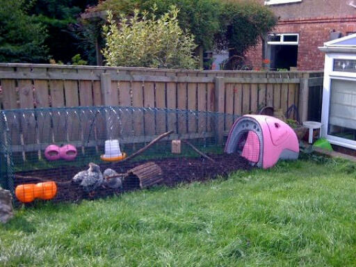 Pink Eglu Classic chicken coop with extension by karen