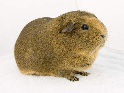 The lovely thick fur of an aGouti guinea pig