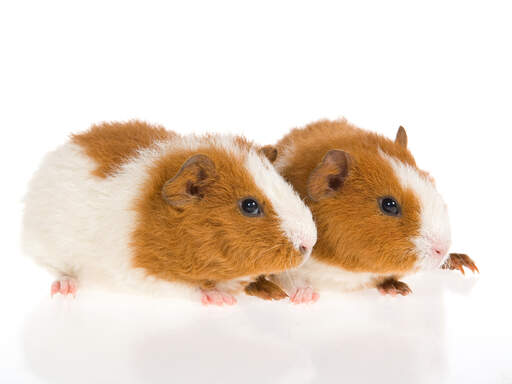 Two little brown and white rex guinea pig lying together