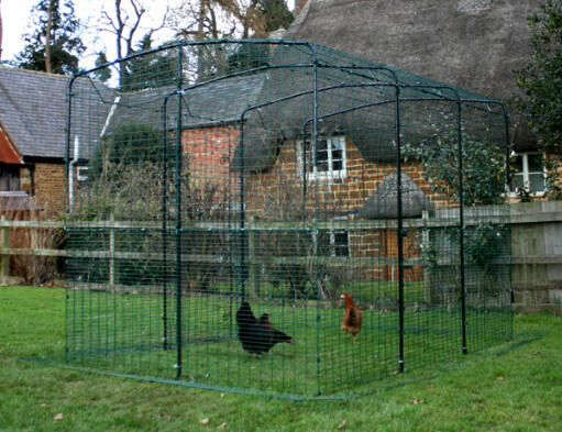 Walk in chicken run in the garden with two chickens in it