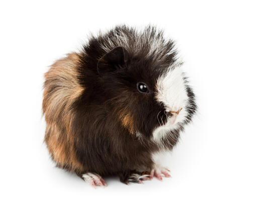 A close up of an abyssinian guinea pig's lovely little ears