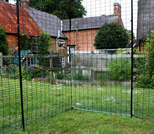 Inside chicken walk in run in the garden with a clear cover