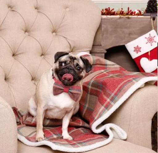 Pug with bow tie on on sofa