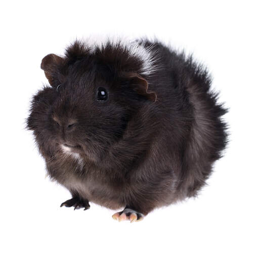 A close up of an abyssinian guinea pig's beautiful dark eyes and little nose