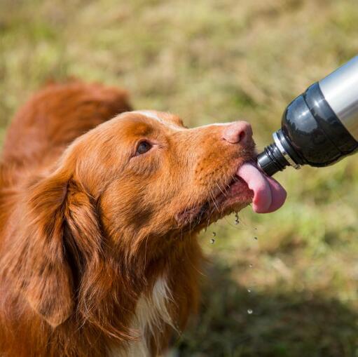 Dog licking water from long paws pet water bottle silver