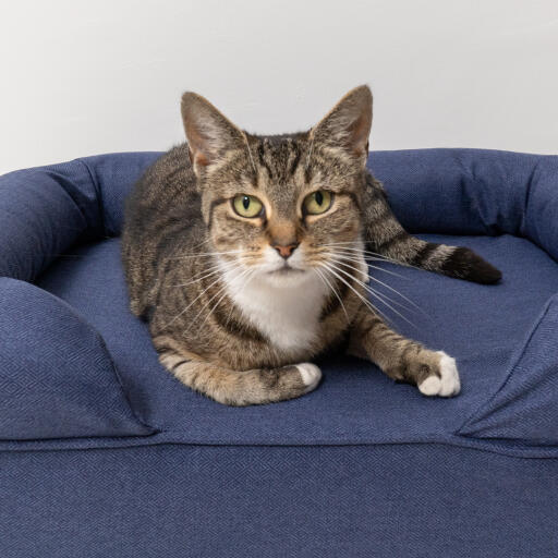 Close up of cat sitting on midnight blue bolster memory foam cat bed