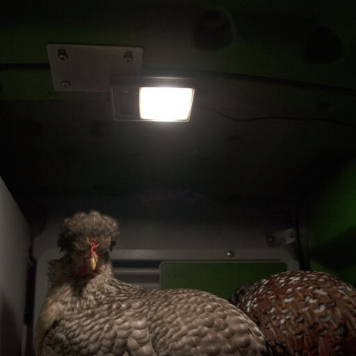 Chickens in Eglu Cube large chicken coop and run with coop light on