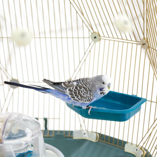 Budgie in bird bath in Geo bird cage with Gold cage and teal base