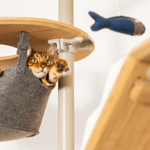 Cat sitting in hammock of Omlet floor to ceiling cat tree playing with fish toy