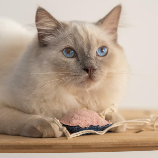 Close up of white cat playing with jellyfish toy