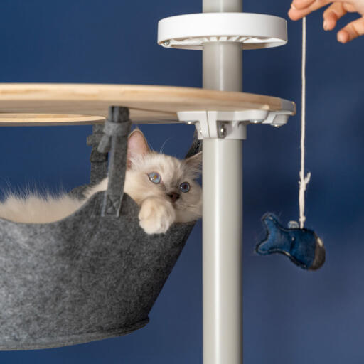 Cute white fluffy cat playing with fish toy in the hammock of a Omlet floor to ceiling cat tree