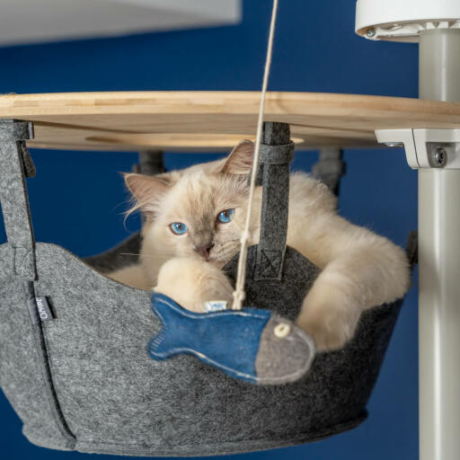 Cute white fluffy cat playing with fish toy in the hammock of a Omlet floor to ceiling cat tree