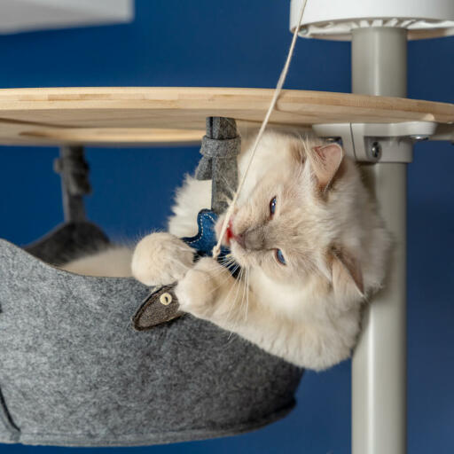 Cute white fluffy cat playing with fish toy in the hammock of a Omlet floor to ceiling cat tree