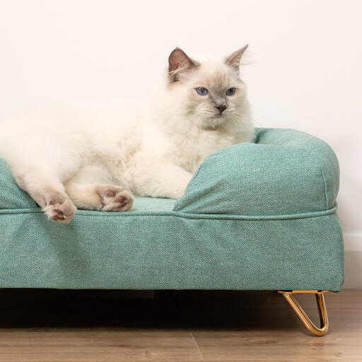 Cute white fluffy cat sitting on teal blue memory foam cat bolster bed with Gold hairpin feet