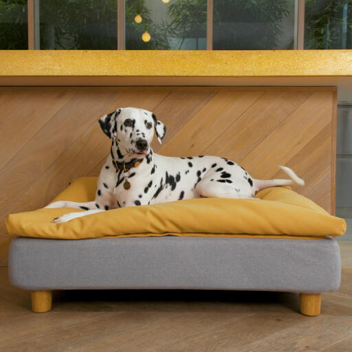 Dog laying on Omlet Topology dog bed with beanbag topper and round wooden feet