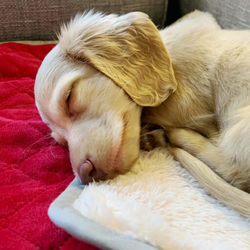 A dog asleep on a red soft blanket