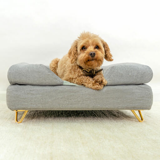 Dog sitting on Omlet Topology dog bed with grey bolster topper and Gold metal hairpin feet