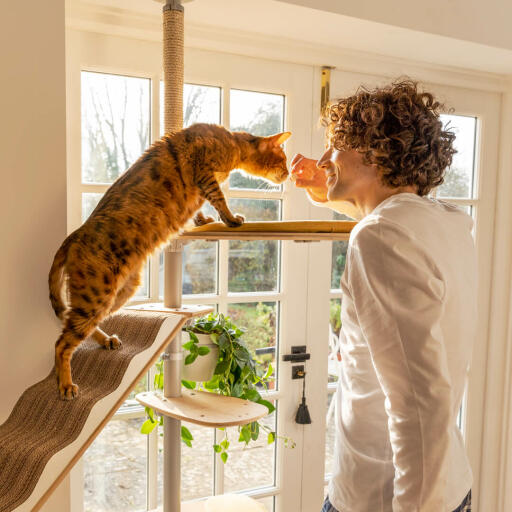 Cat tree clearance for one cat