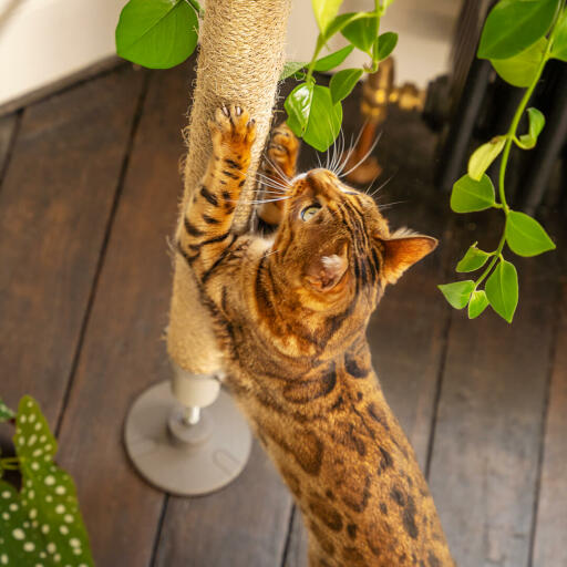 Cat scratching sisal of Freestyle indoor cat tree