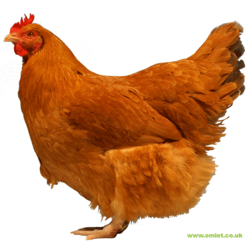 Large lincolnshire buff hen