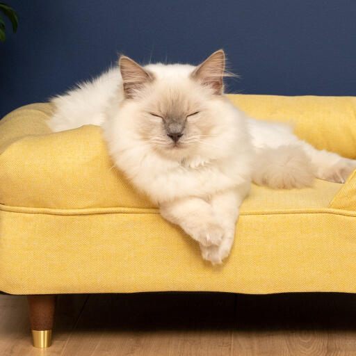 Cute white fluffy cat sitting on mellow yellow memory foam cat bolster bed with brass cap feet