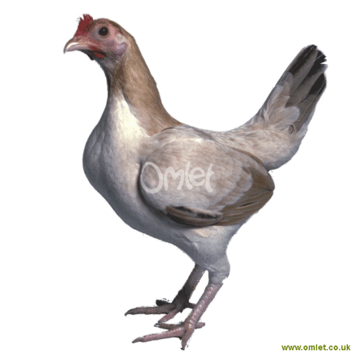 Hen Do Antigo Jogo Inglês De Oxford Imagem de Stock - Imagem de marca, possua: 170363941