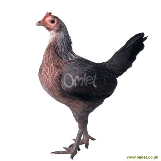 Hen Do Antigo Jogo Inglês De Oxford Imagem de Stock - Imagem de marca, possua: 170363941