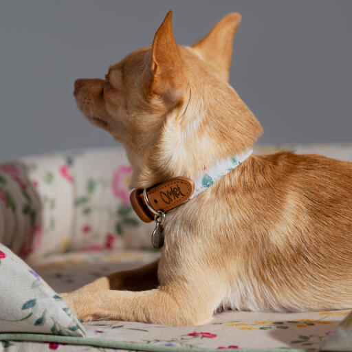 A close up of a chihuahua wearing the small morning meadow dog collar